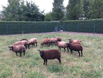 stamboek blauwe texelaar ooilammeren te koop beschikbaar voor biedingen