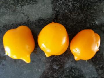 5 zaden tomaat Lemon tree - citroentomaat beschikbaar voor biedingen