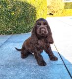 chiots cockers anglais, Animaux & Accessoires, Chiens | Retrievers, Épagneuls & Chiens d'eau, Chien (mâle), Belgique, Plusieurs