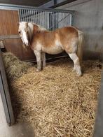 Plaats vrij Geraardsbergen/Viane/Galmaarden/Deux-Acren, Weidegang