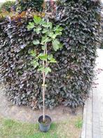 Vijgenbomen 1m30, Tuin en Terras, Planten | Bomen, Ophalen, In pot, Overige soorten, 100 tot 250 cm