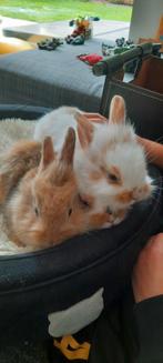 3 schattige baby konijntjes te koop, Dieren en Toebehoren, Konijnen