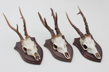 3 x Schots zesender REE GEWEI op eikenhouten schild -  set X, Enlèvement ou Envoi, Utilisé, Cerf, Bois ou Tête