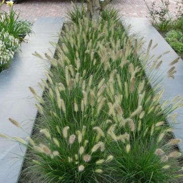Pennisetum 'Little bunny' beschikbaar voor biedingen