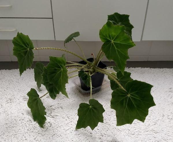 Begonia heracleifolia Cham. & Schltdl. (Kamerplant), Huis en Inrichting, Kamerplanten, Halfschaduw, Ophalen