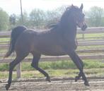 4-jarige prachtige zwartbruine Arabische Volbloed merrie, Animaux & Accessoires, Chevaux, Jument, Vermifugé, Moins de 160 cm, 3 à 6 ans