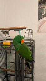 Eclectus, Animaux & Accessoires, Oiseaux | Perruches & Perroquets