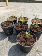 Peperplanten €1 voor 2 plantjes, Jardin & Terrasse, Plantes | Jardin, Annuelle, Plein soleil, Enlèvement, Herbes