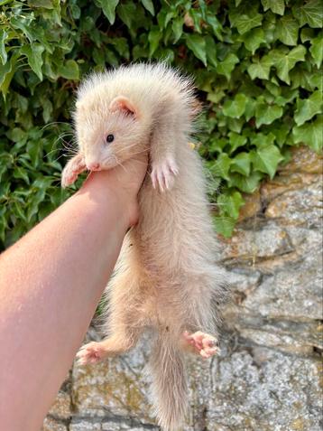 Mooie jonge mannelijke Angora fret beschikbaar voor biedingen