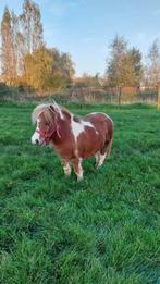 Mini shetlander 7 jarig ruintje lief in omgang, Hongre