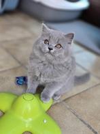 Chaton British Longhair bleu – élevé en famille, Animaux & Accessoires, Chat, Vermifugé, 0 à 2 ans