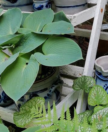 Gratis Hosta's en andere tuinplanten , en bodembedekers beschikbaar voor biedingen