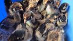 18 dubbel gezoomde Barnevelder kuikens, Dieren en Toebehoren, Pluimvee, Meerdere dieren, Kip