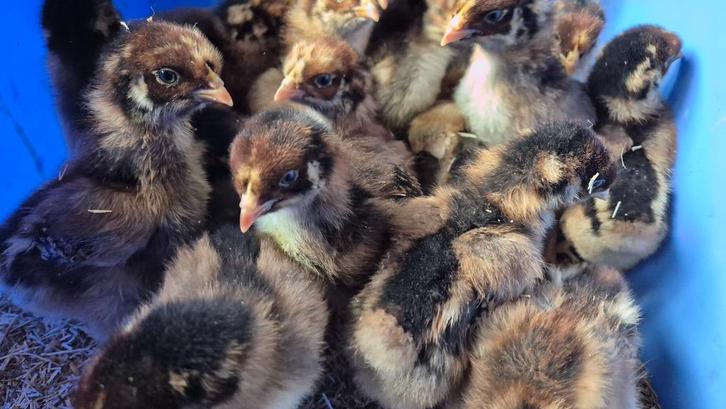 18 dubbel gezoomde Barnevelder kuikens, Dieren en Toebehoren, Pluimvee, Kip, Meerdere dieren