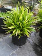 Allerlei planten te koop, Ophalen