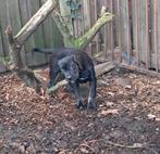 Cane corso pup, Dieren en Toebehoren, België, Fokker | Hobbymatig, CDV (hondenziekte), 8 tot 15 weken