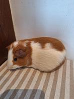 Cavia, Dieren en Toebehoren, Cavia, Mannelijk, November, Tam