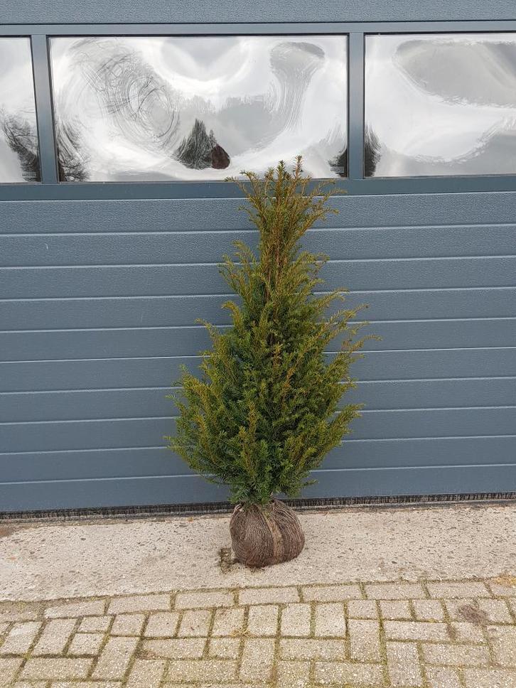 Taxus bacata 60/80 cm €7,00, Tuin en Terras, Planten | Struiken en Hagen, Haag, Taxus, Minder dan 100 cm, Ophalen