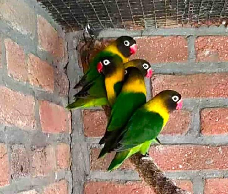Agapornissen Personata, Dieren en Toebehoren, Vogels | Parkieten en Papegaaien, Dwergpapegaai of Agapornis, Geslacht onbekend