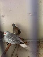 Diamantduiven, Dieren en Toebehoren