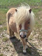 Mini Shetlandpony, Niet van toepassing, 0 tot 2 jaar, Hengst, A pony (tot 1.17m)