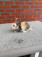 Dwergkonijnen, Dieren en Toebehoren