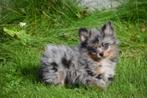 Dwergkees pups ,pomeriaan,keeshond ,spitz pup 💖💖💖, Dieren en Toebehoren, Honden | Poolhonden, Keeshonden en Oertypen, België