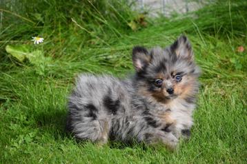 Dwergkees pups ,pomeriaan,keeshond ,spitz pup 💖💖💖 beschikbaar voor biedingen
