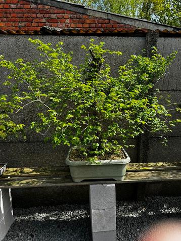 Bonsai 100cm hoog