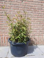 Te koop Middelkerke 2x bamboe in pot voor op terras, Jardin & Terrasse, Plantes | Arbustes & Haies, Enlèvement, Bambou