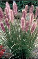 Pennisetum alopecuroides "Red Head", Ophalen, Siergrassen