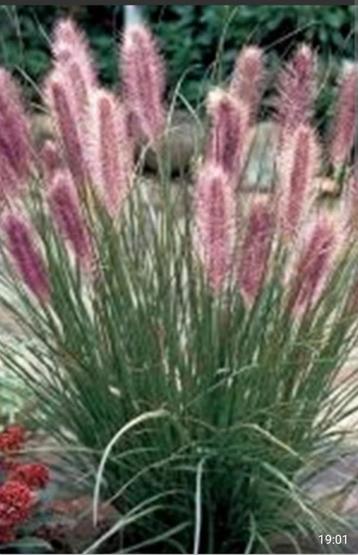 Pennisetum alopecuroides "Red Head" beschikbaar voor biedingen
