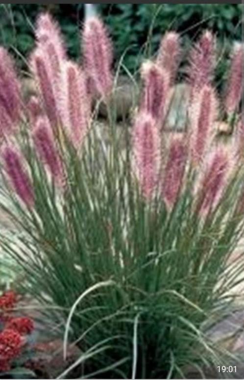 Pennisetum alopecuroides "Red Head", Tuin en Terras, Planten | Tuinplanten, Siergrassen, Ophalen