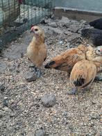 Antwerpse baardkriel, Dieren en Toebehoren, Mannelijk, Kip