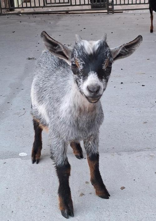 Prachtig handtam blauwschimmel geitenbokje, Dieren en Toebehoren, Schapen, Geiten en Varkens