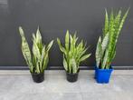 sanseveria, Enlèvement, En pot