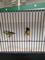 Geelbuiksijsen, Dieren en Toebehoren, Vogels | Overige Vogels, Meerdere dieren, Tropenvogel, Geringd