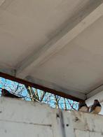 Mannelijke zebravinken, Enlèvement, Comme neuf