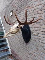 Crâne, wapiti, taxidermie, cerf empaillé, bois de cerf, chas, Crâne, Enlèvement, Cerf