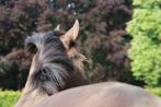 PRE merrie, Dieren en Toebehoren, Paarden, Merrie, Met stamboom, L, 160 tot 165 cm