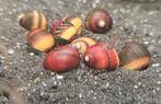 Hobbyaquarium
Neritina Waigiensis / slakken
