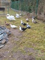 Barberie eenden, Animaux & Accessoires, Volatiles, Femelle, Canard