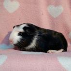 Cavia zeugje te koop, Dieren en Toebehoren, Cavia, Augustus, Vrouwelijk, Tam
