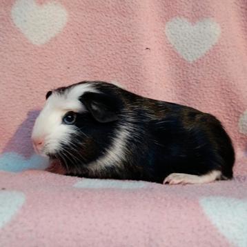 Cavia zeugje te koop beschikbaar voor biedingen