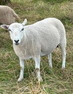 schapen te koop, Dieren en Toebehoren, Vrouwelijk, Schaap