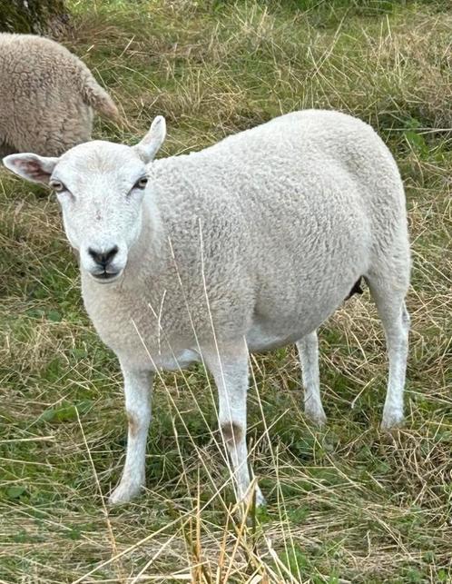 schapen te koop, Dieren en Toebehoren, Schapen, Geiten en Varkens, Schaap, Vrouwelijk