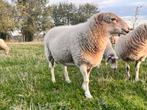 Mooie Kempense bok, Dieren en Toebehoren, Schapen, Geiten en Varkens, Mannelijk, Schaap, 3 tot 5 jaar