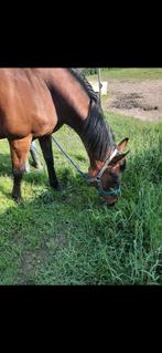 Super brave merrie met stamboom, Dieren en Toebehoren, Paarden, Merrie, Met stamboom
