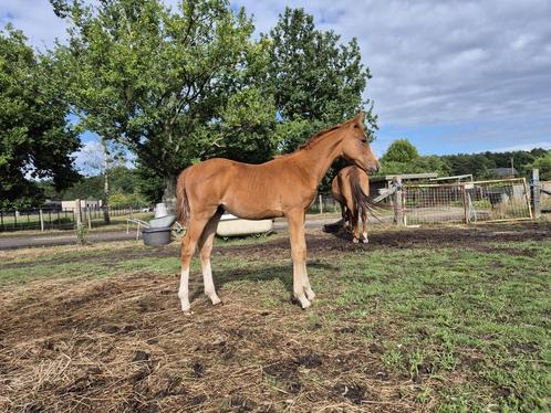 Hengstenveulen, Dieren en Toebehoren, Pony's, Hengst, Niet van toepassing, D pony (1.37m tot 1.48m), 0 tot 2 jaar, Met stamboom
