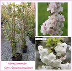 MEERSTAMMIGE JAP. BLOEM-KERSELAARS, Prunus 'Colt', 20€/stuk, Tuin en Terras, Ophalen, Overige soorten, Struik, 100 tot 250 cm